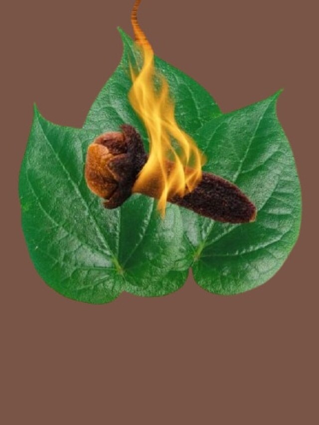 রোজ রাতে পানের উপর লবঙ্গ রেখে পোড়ান, ব্যস! তাতেই খেলা হবে