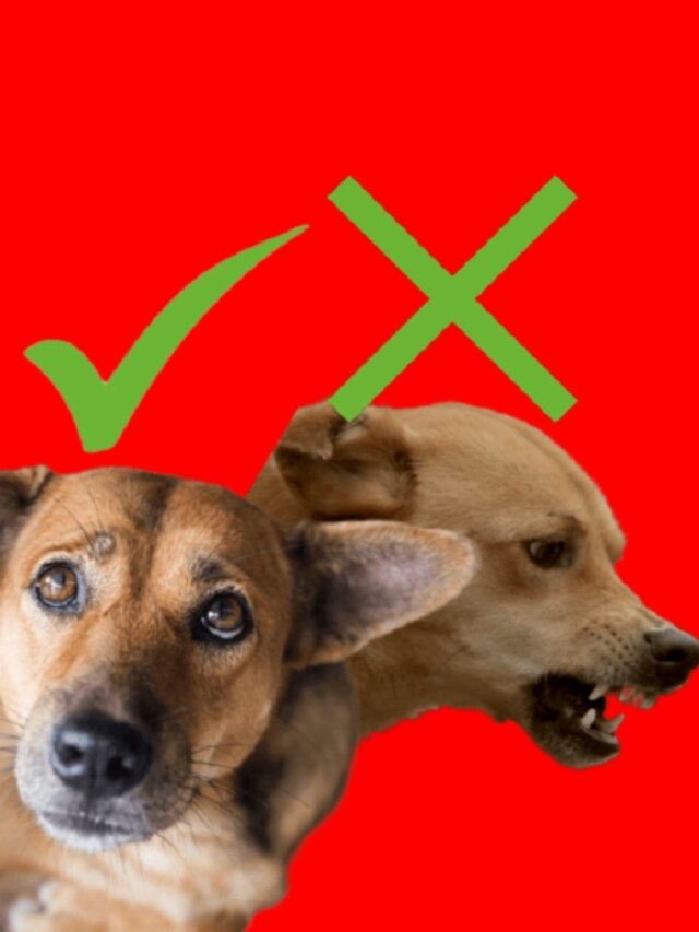 রাস্তার কুকুরটা আপনাকে কামড়াবে, আগেভাগে এই ৫ সংকেত দেয় ওরা