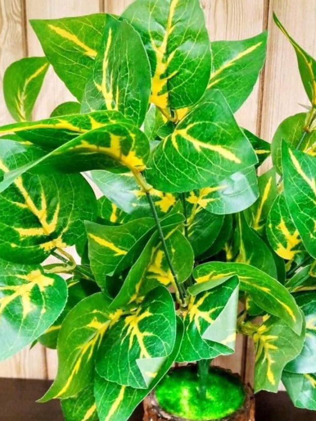 বাড়িতে একটা হলেও ইনডোর প্ল্যান্ট রাখা উচিত, কেন জানেন?