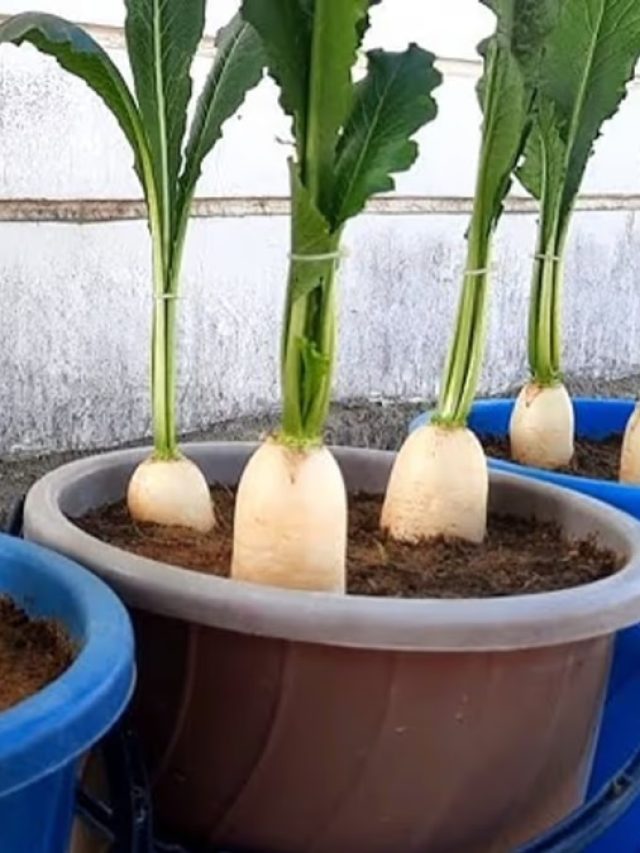 অক্টোবরে বাড়ির টবেই করুন মূলো চাষ, শীতকাল জুড়ে খাবেন; সহজ পদ্ধতি