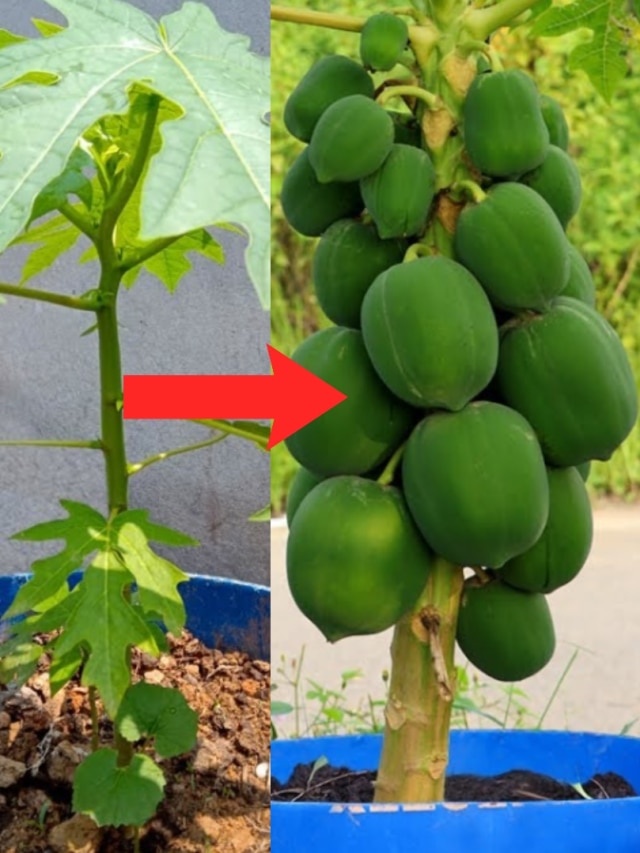 টবে ছোট গাছেই বাম্পার পেঁপের ফলন হবে, খালি দিন এই সার