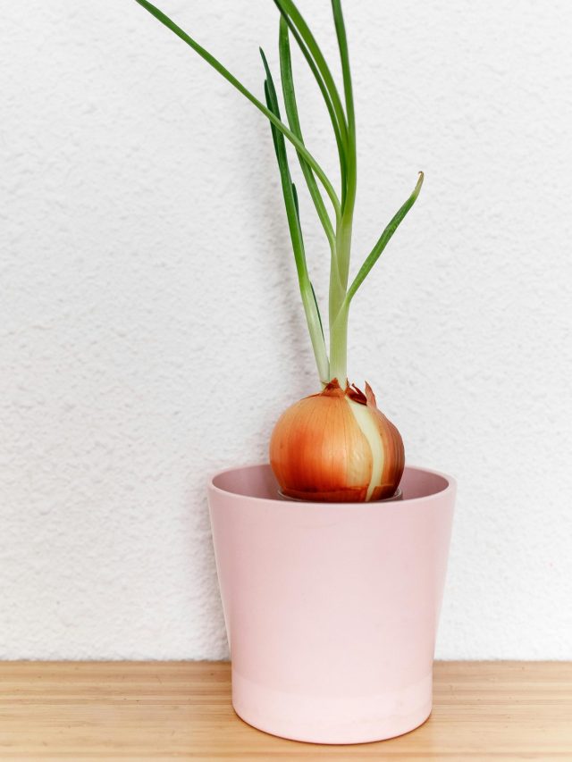 বাড়ির টবে সহজে পেঁয়াজ চাষ, আর বাজার থেকে কিনতে হবে না; রইল পদ্ধতি