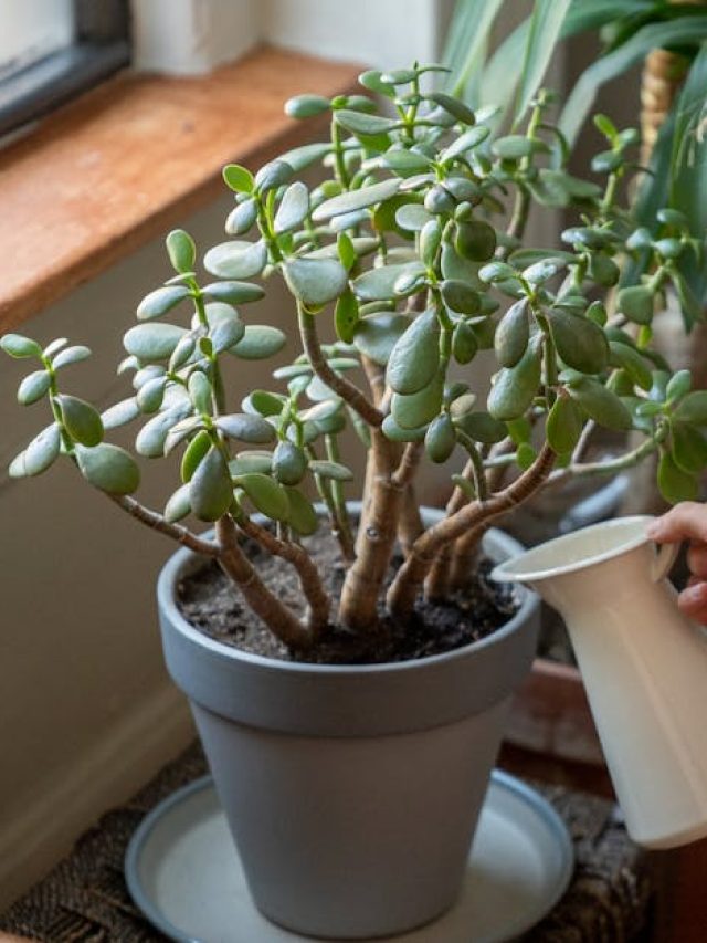 গড়ের মাঠ পকেটও ভরে যাবে টাকায়, ঘরে অর্থ টেনে আনে এই গাছ