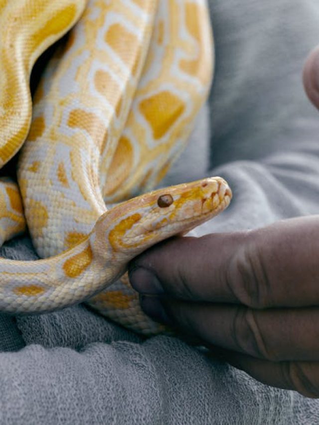 এই ৭ সাপের বিষ নেই, বাড়িতে পোষ মানিয়েও রাখা যায়