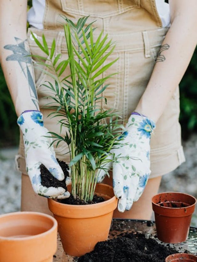 দূষণ থেকে বাঁচতে বাড়িতে রাখুন এই ৫ গাছ, Air Purifier আর লাগবে না