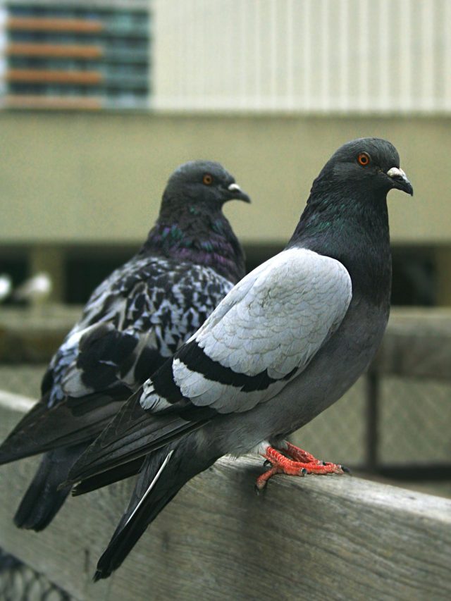 বাড়িতে ঘনঘন পায়রার যাতায়াত কীসের লক্ষণ?