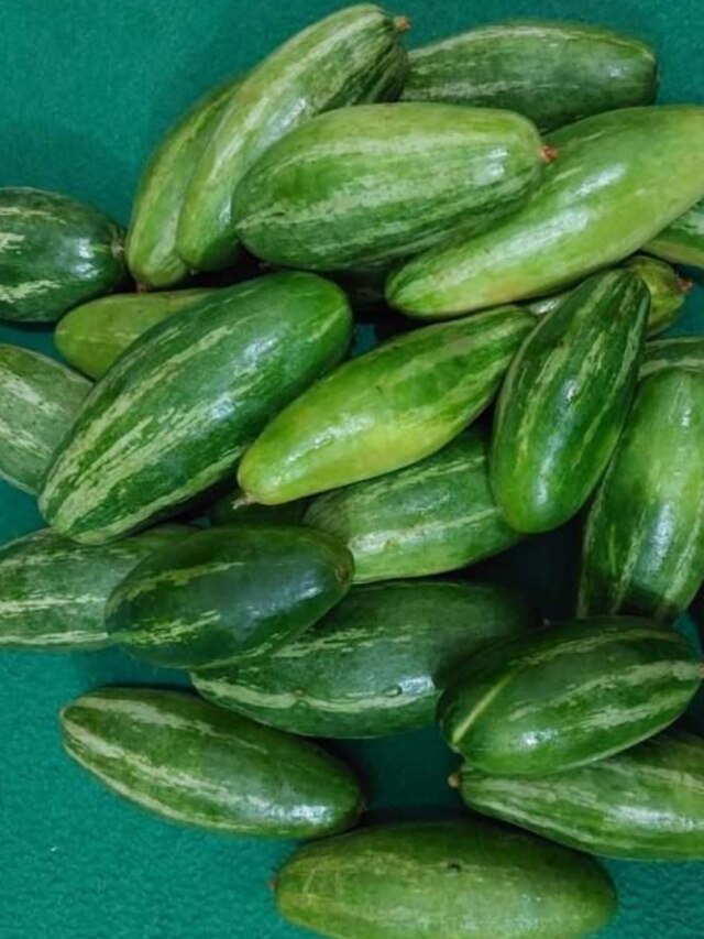 পটলের সঙ্গে বীজও খাচ্ছেন? শরীরের জন্য ভালো না খারাপ