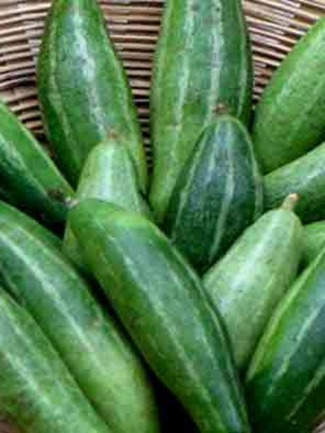 পটলের ইংরাজি কী? উত্তর শুনলে কাঁদিয়ে দেবে শিক্ষিতদের