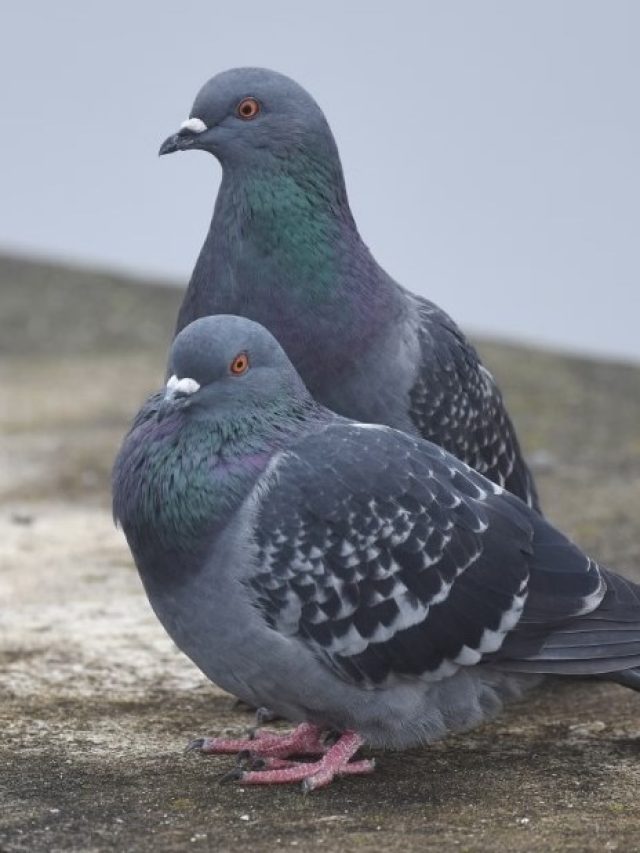 শরীরের এই অংশে পাখি পায়খানা করলে হবেন ধনী, আসবে কাঁড়ি কাঁড়ি টাকা