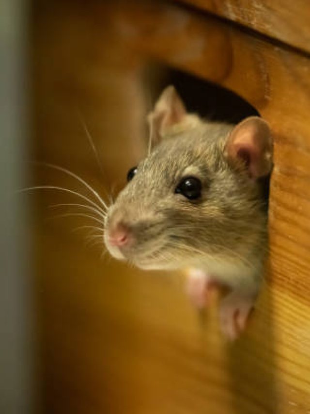 নেংটি ইঁদুরের দফারফা, ঘর মোছার জলে মেশান ছোট্ট উপাদান, পালিয়ে বাঁচবে বাবাজি