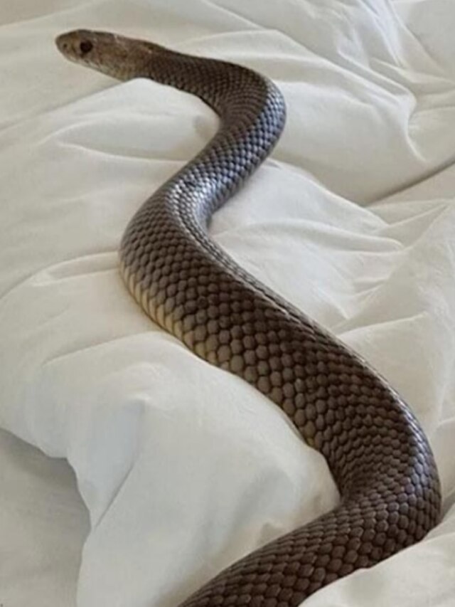 আপনার বাড়িতে বাসা বেঁধেছে সাপ, এই ৭ জিনিস দেখলেই সাবধান