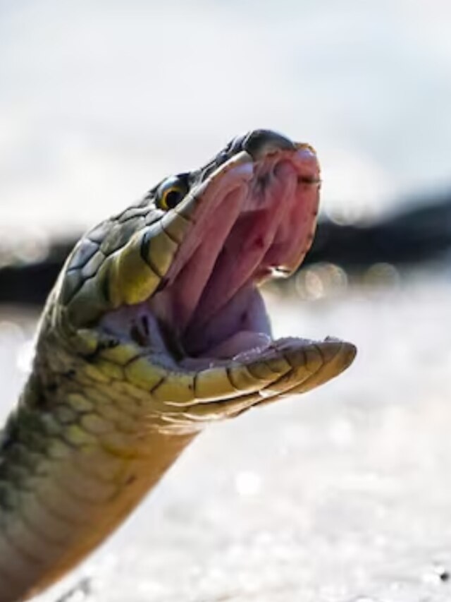 সাপে কামড়ানোর ১০০ মিনিট পরই খেল খতম, এর মধ্যে কী করবেন?