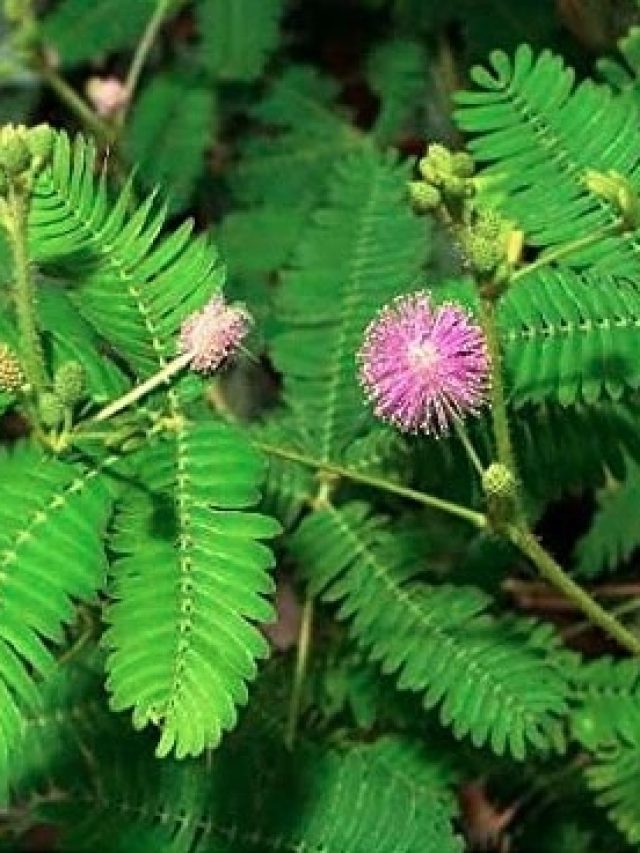 तुलसी के पास कभी न लगाएं ये पौधा, घर से उड़ जाएगी बरकत