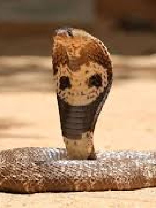 সাপ কতদিন না খেয়ে বেঁচে থাকতে পারে? জানা দরকার