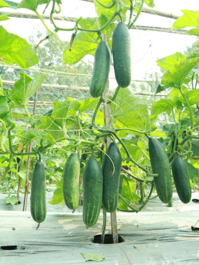 বাড়িতে সিমেন্টের বস্তায় হবে মণ মণ শসা, চাষের পদ্ধতি শিখে নিন