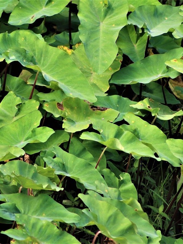 ডোবায় পাওয়া এই শাক বহু রোগে মুক্তি দেয়, উপকার জানলে রোজ খাবেন