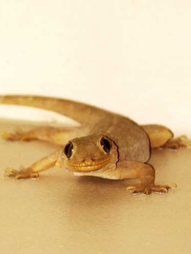 ঠাকুরঘরে টিকটিকি ঘুরে বেড়াচ্ছে, এর ফল কি জানেন?