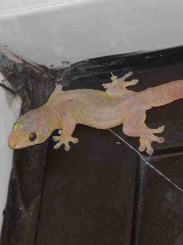 ঠাকুরের আসনে বার-বার উকিঝুঁকি দিচ্ছে টিকটিকি, কোন সংকেত?