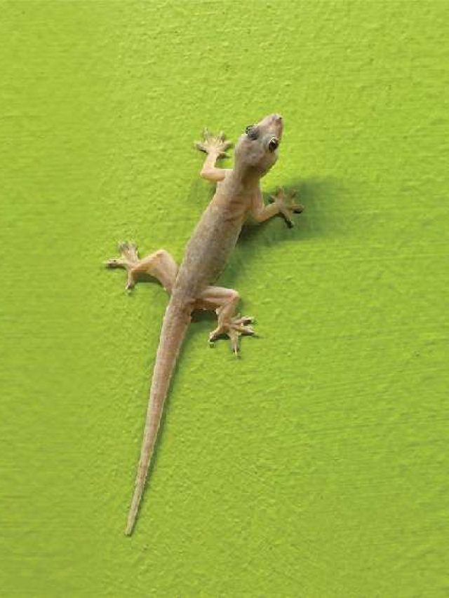 দেওয়ালে টিকটিকির দাপাদাপি, এই মশলার গন্ধেই সুড়সুড় করে পালাবে