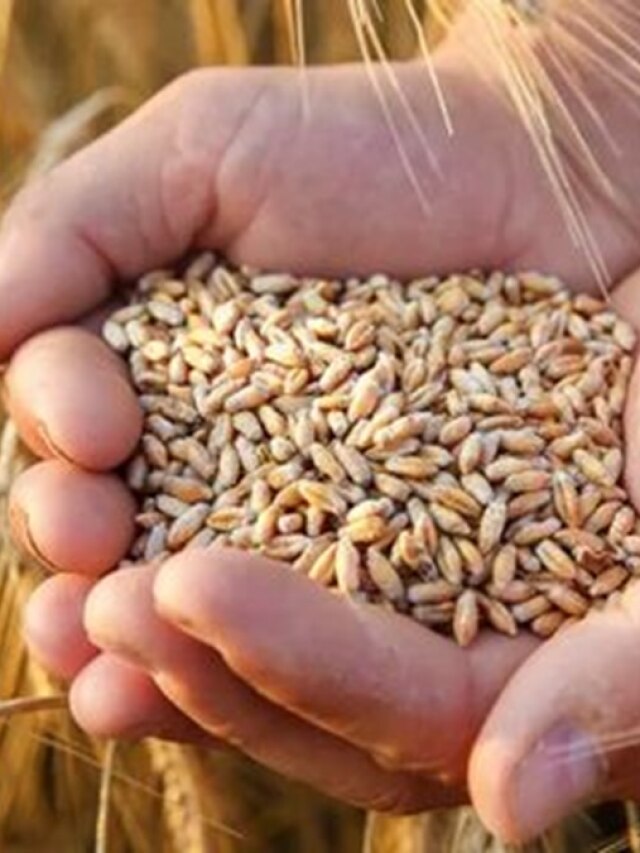 अगर अभी तक नहीं कर पाएं हैं गेहूं की बुवाई, तो इस किस्म की फसल से होगी बंपर पैदावार