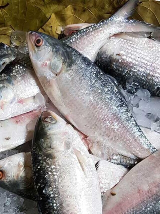 কত ওজনের ইলিশ মাছ সবথেকে টেস্টি, মৎস্যজীবীর টিপস