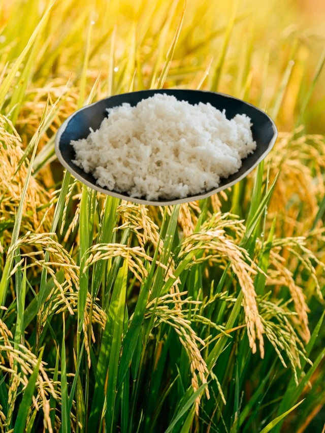 ভারত না, ধান চাষের বিশ্বে এক নম্বরে এই দেশ