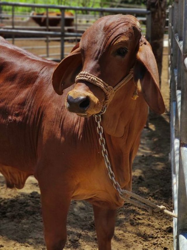 पशुपालक सर्दियों में रखें इन बातों का ध्यान, गाय-भैंस नहीं होंगी बीमार, सेहत रहेगी दुरुस्त