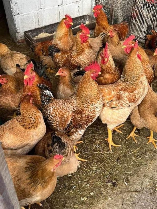 सिर्फ 3000 रुपये से शुरू कर सकते हैं मुर्गी पालन का बिजनेस! जानिए तरीका