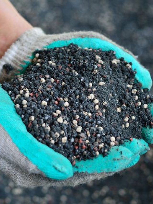 गुलाब के पौधे के लिए घर पर बनाएं ये 5 खाद, फूलों से भर जाएगा गमला