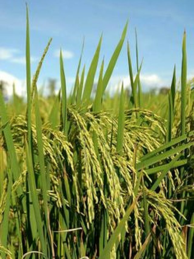 रबी फसल का बीमा कराने वाले किसान जरूर कर लें ये काम, वरना नहीं मिलेगा मुआवजा