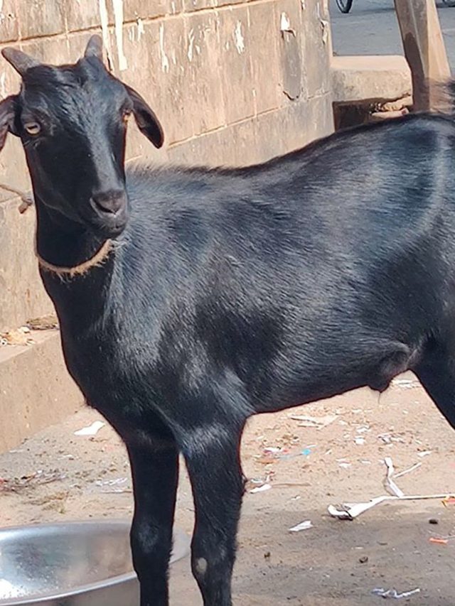 খাসি আর পাঁঠার মধ্যে পার্থক্যটা কী? বহু লোকই জানেন না