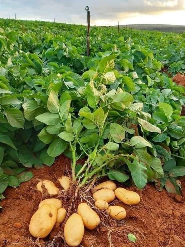 सिर्फ 90 दिन में तैयार हो जाती है आलू की यह किस्म, जान लें कैसे करें खेती