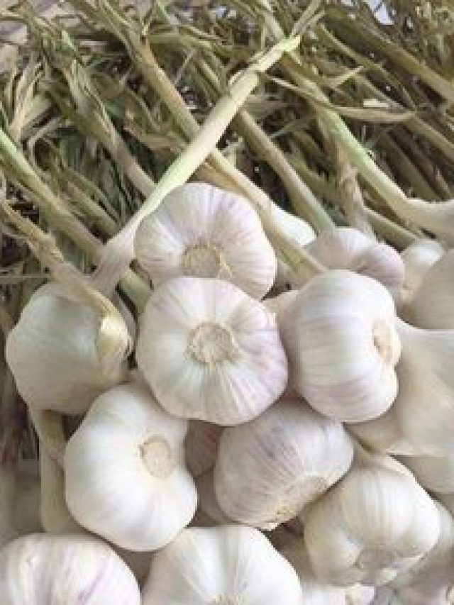 लहसुन की खेती करने वाले किसान इन बातों का रखें ध्यान, होगा तगड़ा मुनाफा