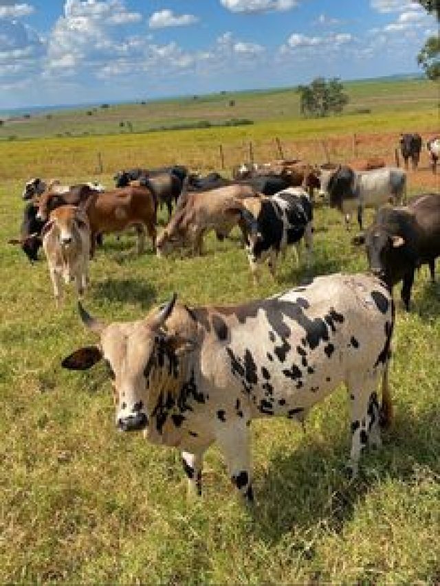 खेतों में नीलगाय और जंगली जानवर के आतंक से हैं परेशान तो करें ये काम, मिलेगा छुटकारा