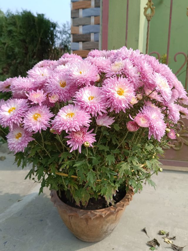 চন্দ্রমল্লিকা ঝাঁকড়া হবে, প্রচুর ফুলও আসবে, রইল নার্সারির সেরা টিপস