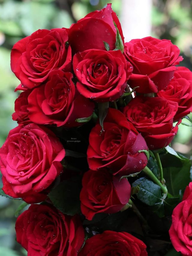 গোলাপ ফুটবে প্রচুর, টবে এই সাদা পাউডার ১ চামচ দিয়েই দেখুন