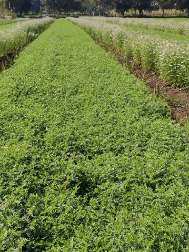 चने की खेती करने वाले किसान इन बातों का रखें ध्यान, बंपर होगी पैदावार