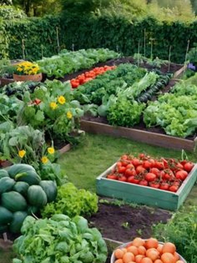 सब्जी बोने से पहले किसान जरूर करें ये काम, नहीं तो होगा फसलों को नुकसान