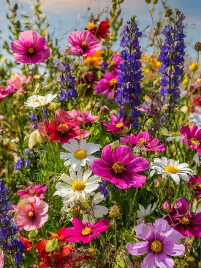 सर्दियों में पौधों पर नहीं आ रहे हैं फूल तो अपनाएं ये आसान टिप्स