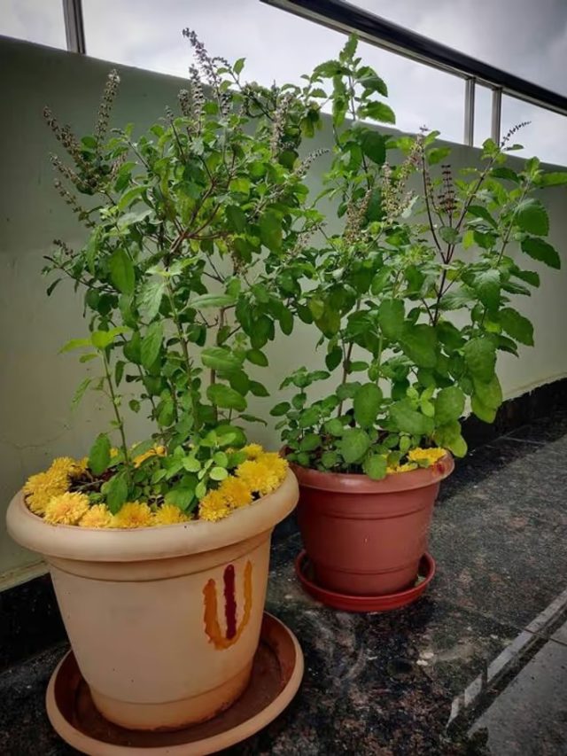 বাড়ির তুলসী গাছ সবুজ থাকবে ১২ মাস! এক্সপার্টের টিপস