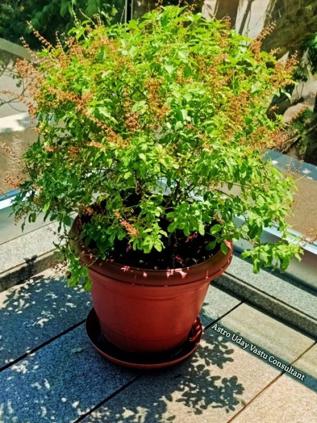 12 महीने हरा-भरा रहेगा तुलसी का पौधा, इन बातों का रखें खास ध्यान