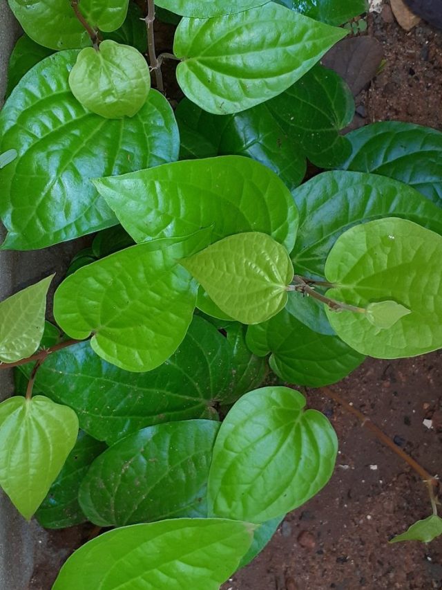 एक महीने में गमले में उगा सकते हैं पान का पत्ता, ये है प्रोसेस