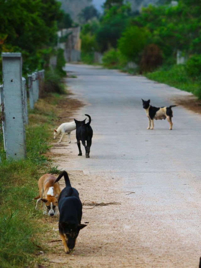 'Mutant dogs in Chernobyl': Is radiation creating a new species that we are not aware of?