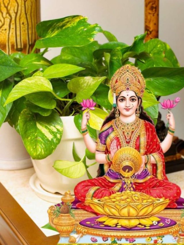 একমাত্র বাড়ির এই দিকে মানিপ্ল্যান্ট রাখলেই টাকার বৃষ্টি হয়