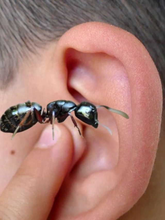 কানে পিঁপড়ে ঢুকলে না ঘাবড়িয়ে এই কাজ করুন, সহজে বেরিয়ে যাবে