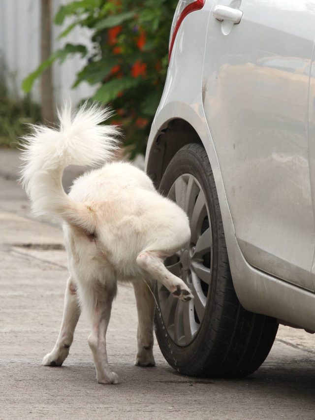 গাড়ির টায়ারে কেন প্রস্রাবে করা পছন্দ কুকুরের? অবাক করা তথ্য