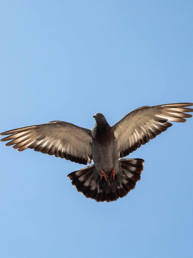 घर में रखें इस पक्षी का टूटा हुआ पंख, दिन दूनी रात चौगुनी होगी तरक्की