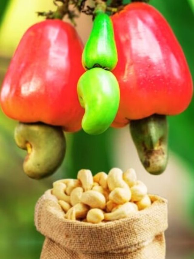 महंगा और सेहतमंद काजू कैसे बनता है? पूरा तरीका देख रह जाएंगे हैरान! VIDEO