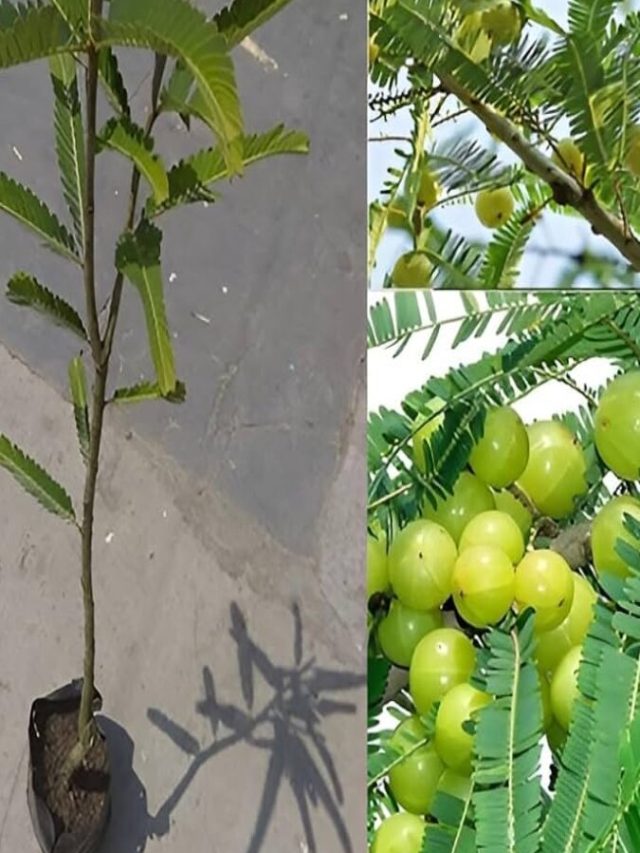 বাড়ায় পুরুষত্ব, ঠেকায় নানা রোগ; বাড়িতে এভাবে লাগান আমলকি গাছ