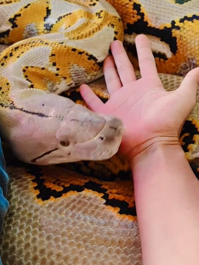 शख्स ने अजगर को बना लिया गद्दा, फिर लेटकर की ये हरकत... Video देख लोग बोले-इंतजार करो